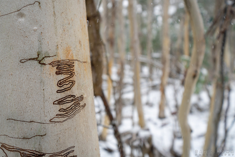 Natures Art