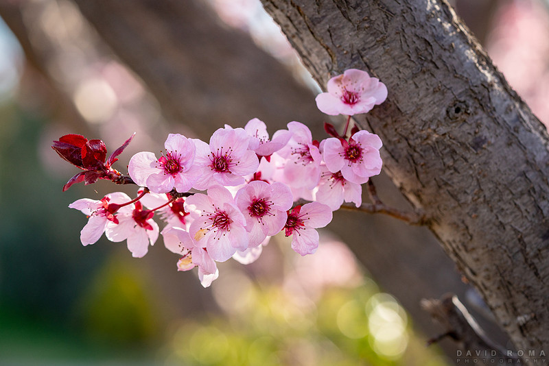 Spring Tree