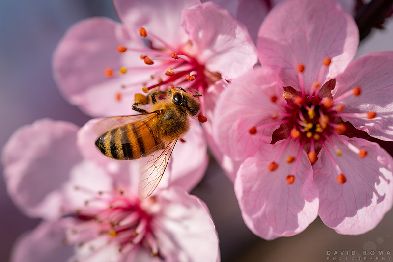 Colourful Bee