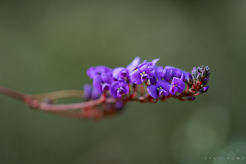 Native Spring