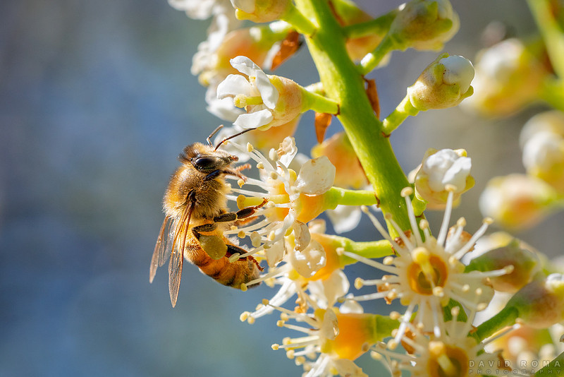Bee Detailing
