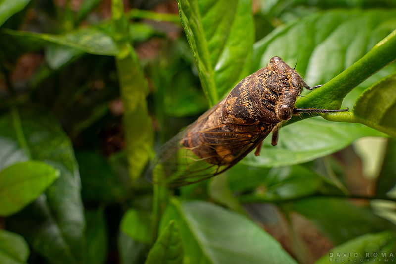 Cicada