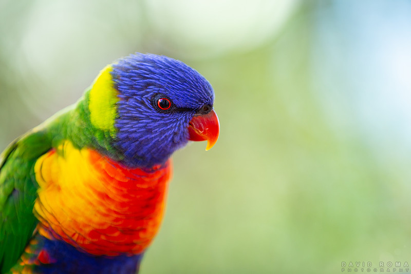 Rainbow Lorikeet