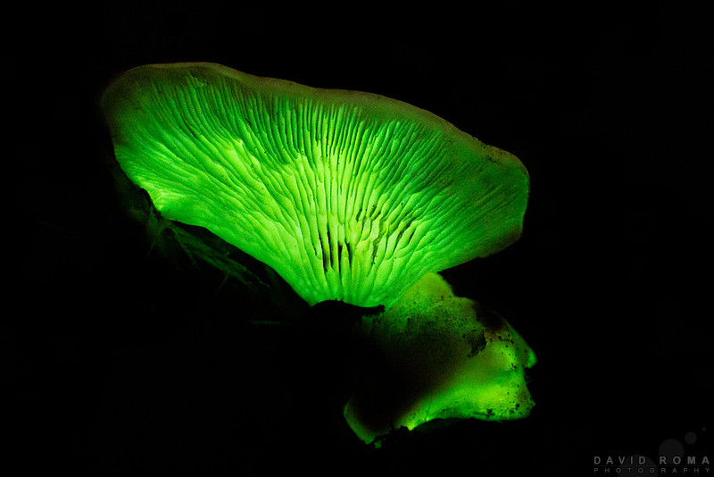 Ghost Fungus