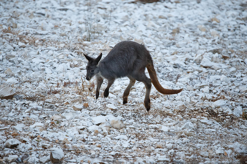 Sigma 150-600mm test - On the move