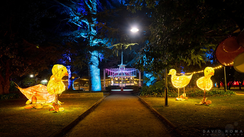 Night Ducks