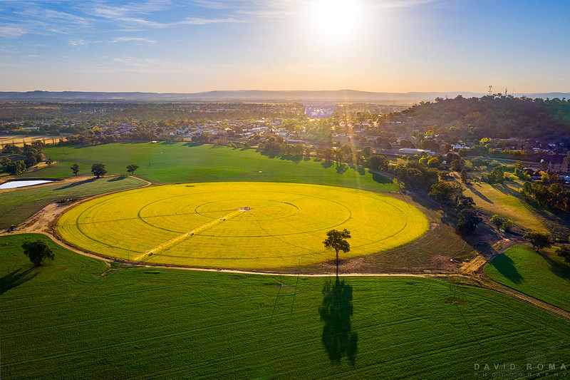 Canola circles