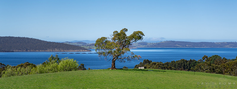 One Tree View
