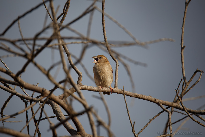 Sigma 150-600mm - Sparrow with front lit by afternoon sun. Amazing image quality