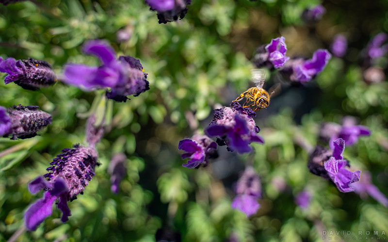 Lavender Collection