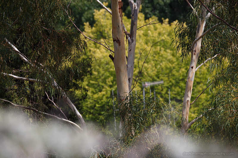 Sigma 150-600mm - Canon ef 2x iii extender (teleconverter) test