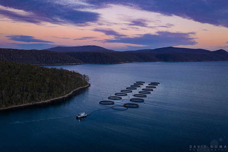 Salmon Farming