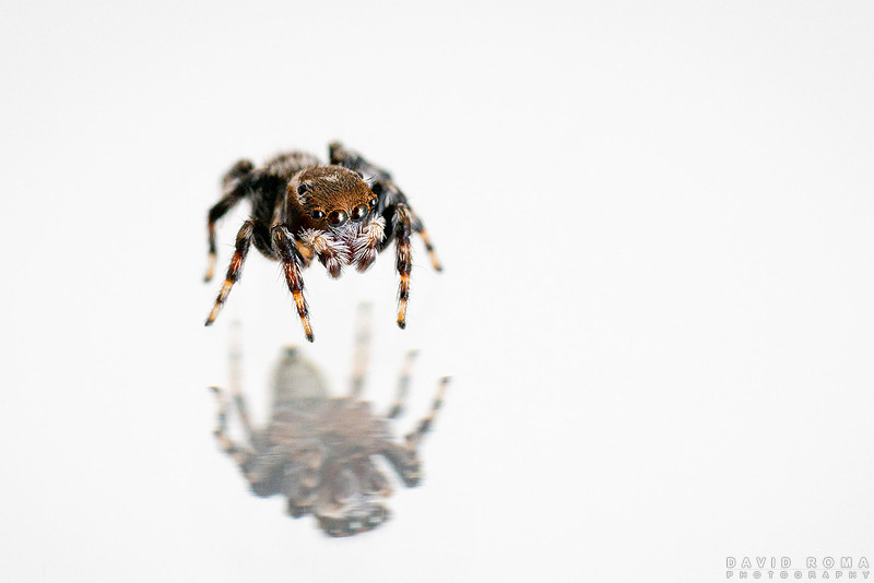 Jumper