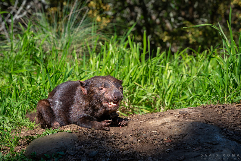 Tassie Devil