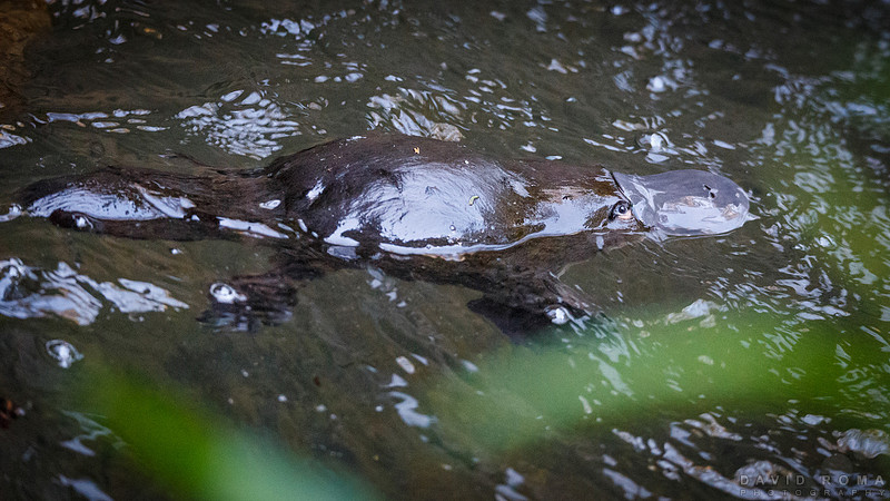 Platypus in the wild 3