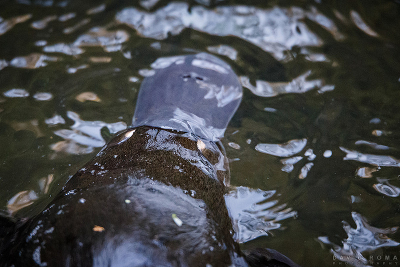 Platypus in the wild 2