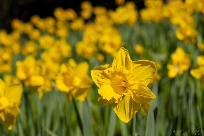 Hello Spring