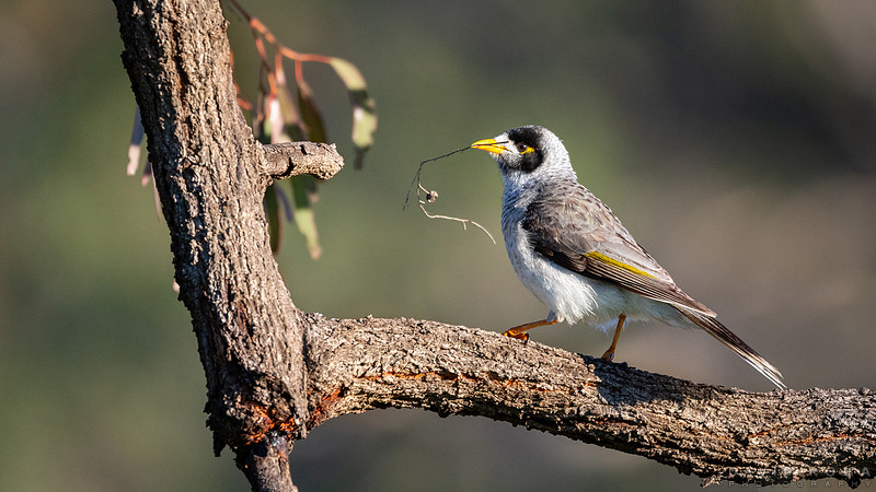 Noisy miner