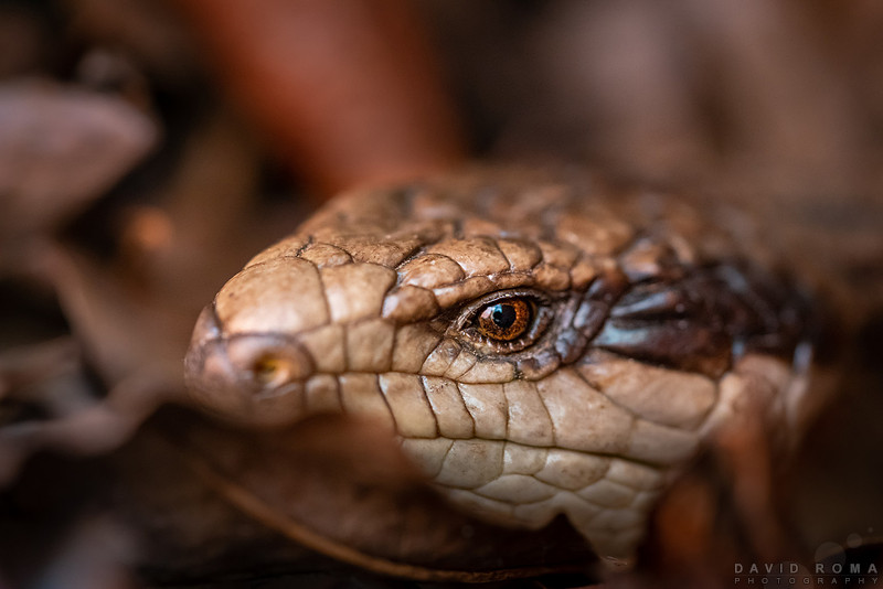 Eastern Blue-tongue Lizard