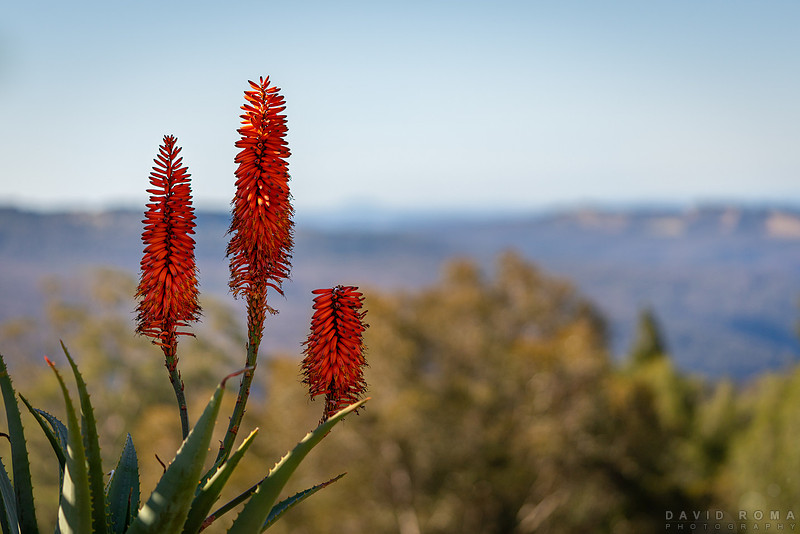 Aloe arborescens