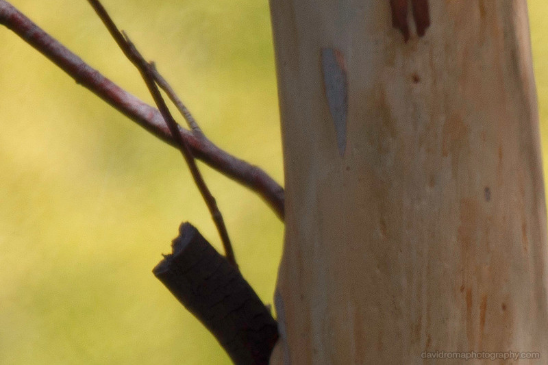 100% Crop - Sigma 150-600mm -  Canon ef 2x iii extender (teleconverter)