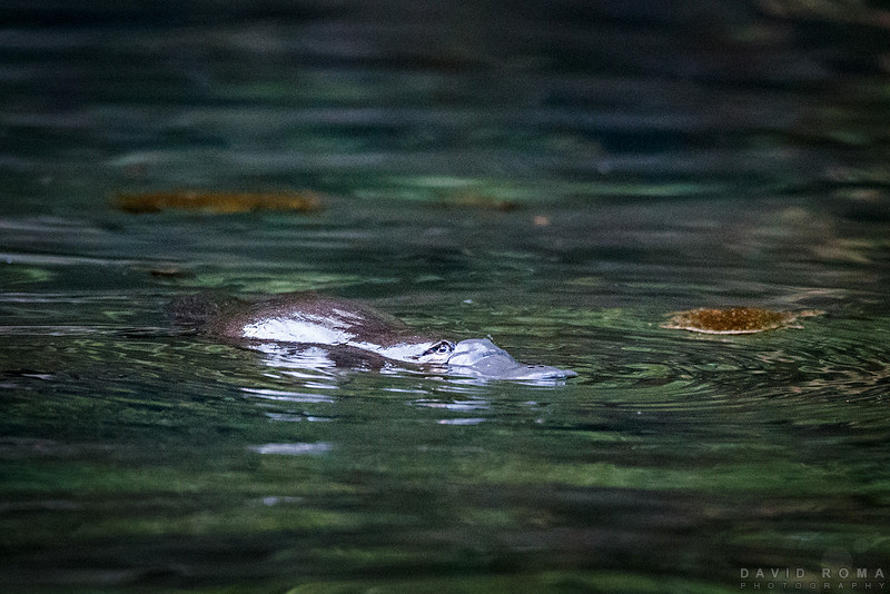 Platypus in the wild 4