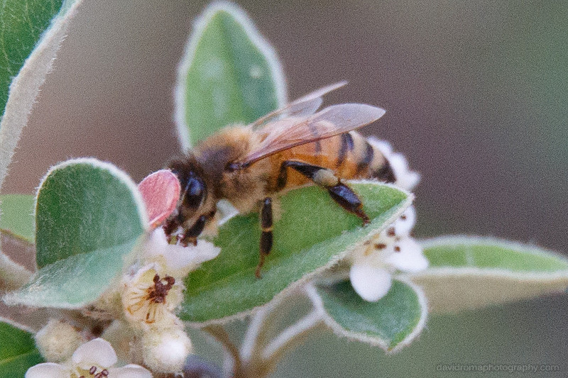 100% crop of Sigma 150-600mm - Honey Bee macro test