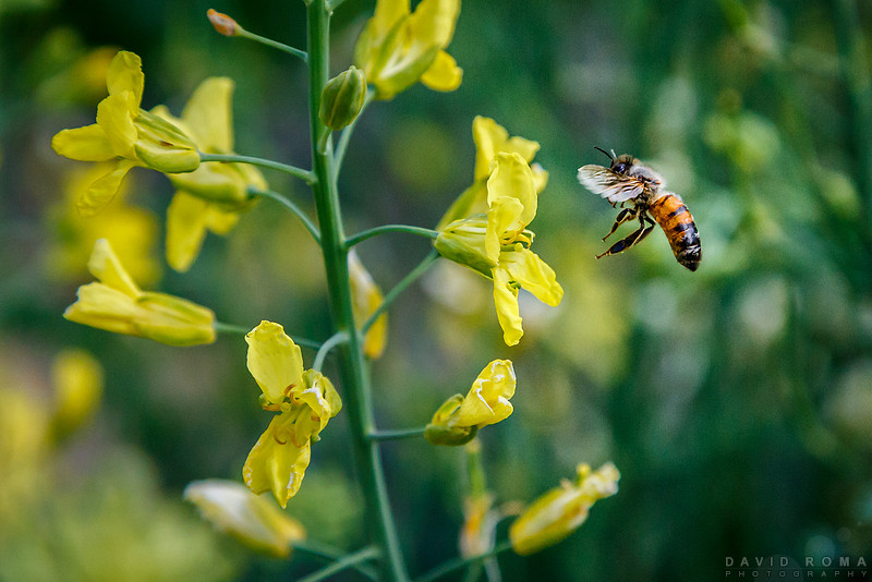 Prepare for landing - Blue Mountains Botanic Garden