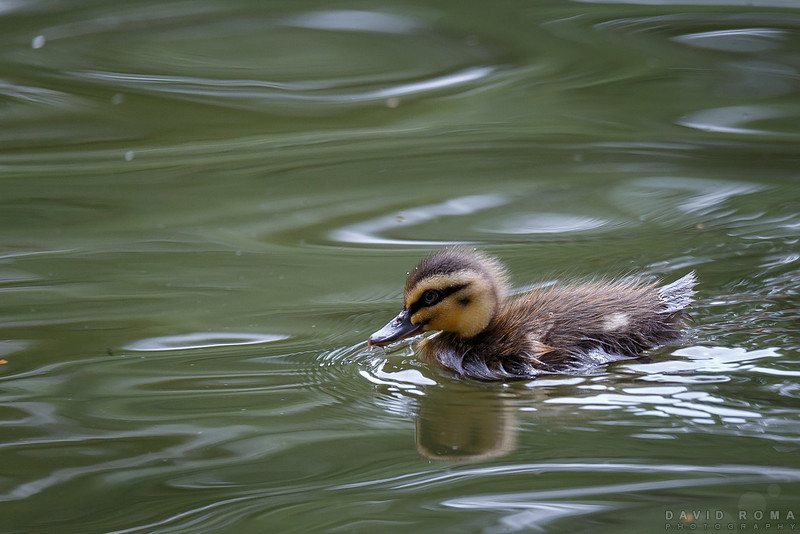 Wait up Mum! - Machattie Park, Bathurst, NSW, Australia
