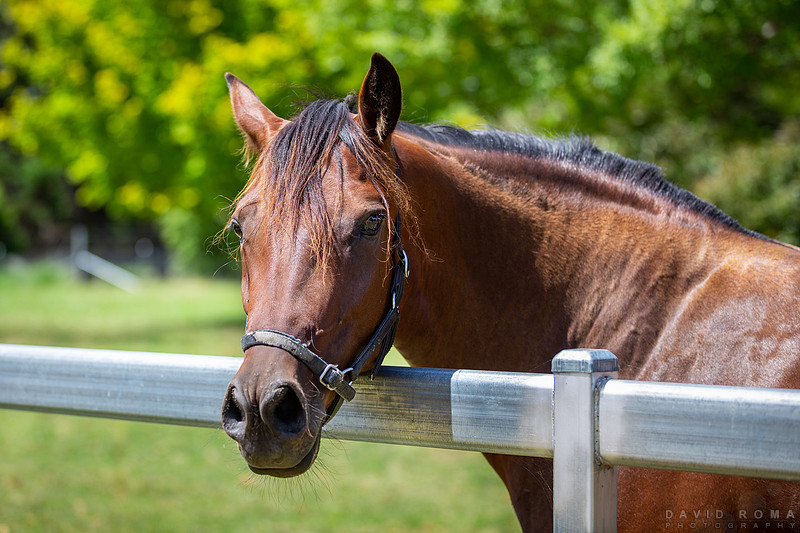 Just a Horse