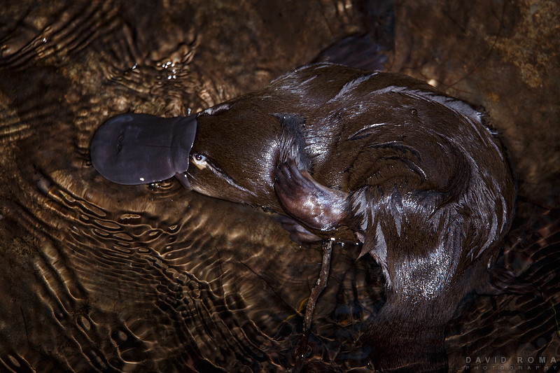 Platypus in the wild 1