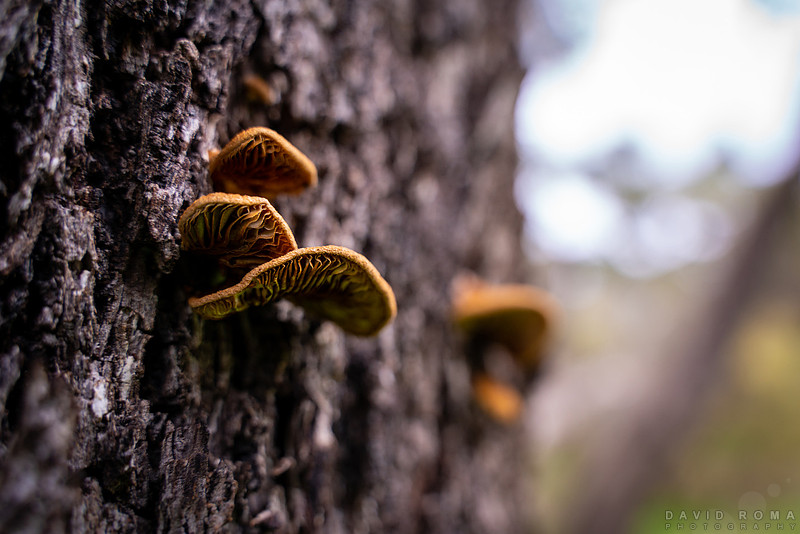 Tree Shrooms