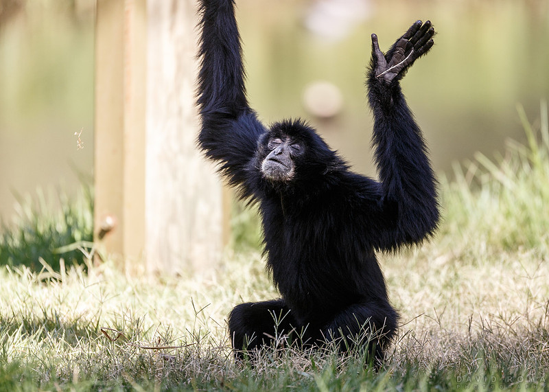 Siamang Praise - Western Plains Zoo Dubbo, NSW, Australia