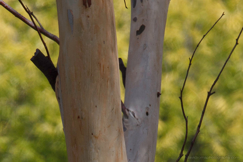 100% Crop - Sigma 150-600mm -  NO Canon ef 2x iii extender (teleconverter)