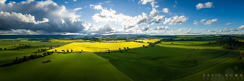 Green and Gold - Canola