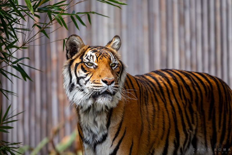 Majestic Tiger